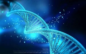 Dịch vụ xác minh ADN là việc phân tích so sánh các đoạn ADN của 2 đối tượng
